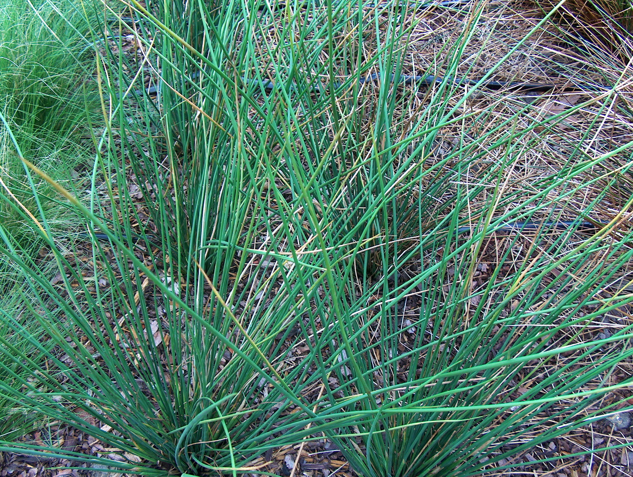 Online Plant Guide Juncus pallidus 'Javelin' / Javelin Juncus